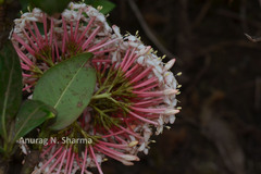 Ixora notoniana